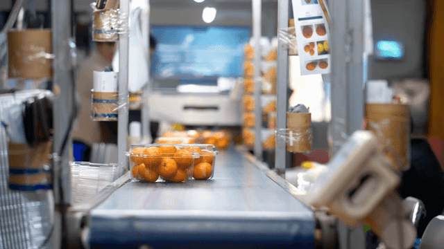 포장된 귤이 있는 컨베이어 벨트