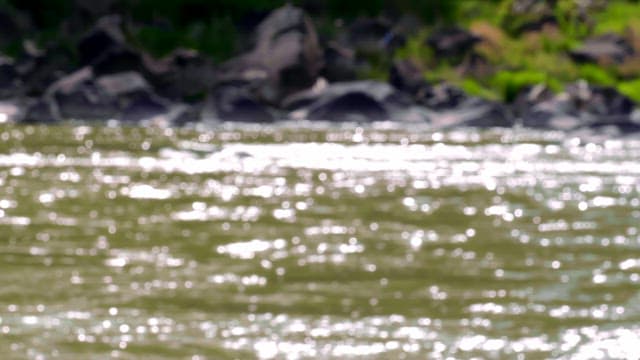 Flowing river with rocks and greenery