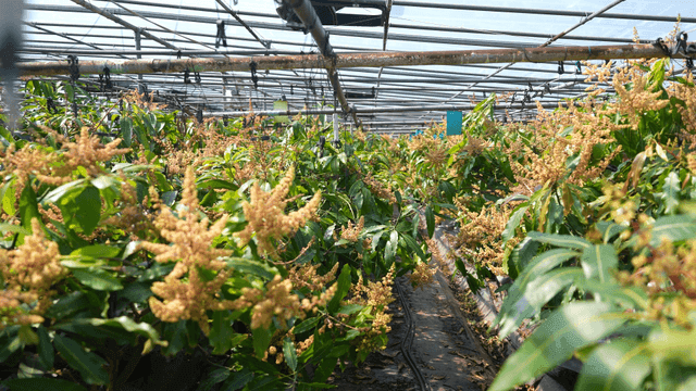 Lush green plants inside greenhouse