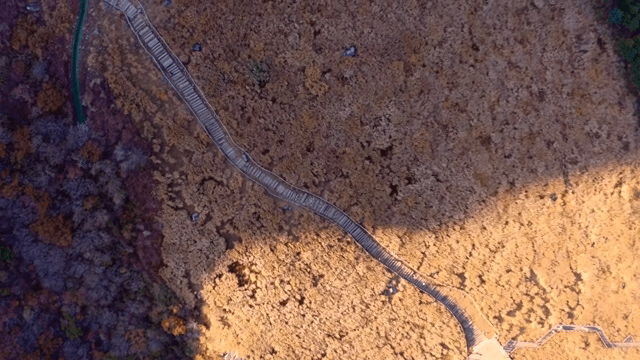 가을의 나무 길을 내려다본 모습