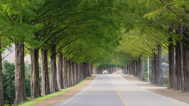 키 큰 나무가 늘어선 경치 좋은 도로