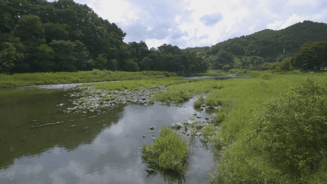 Tranquil river flowing through green vegetation