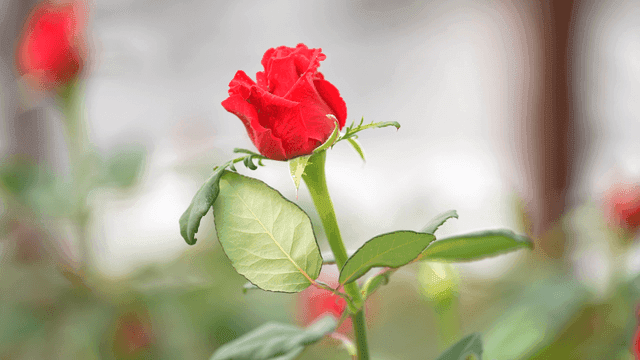 Red roses with green leaves