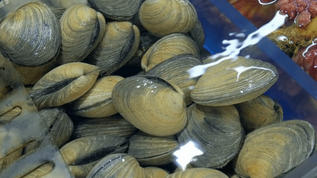 시장 수조 속 조개들