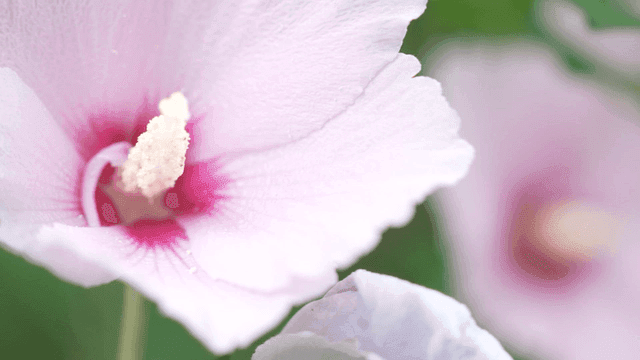 여름에 활짝 피어난 분홍 무궁화의 꽃가루