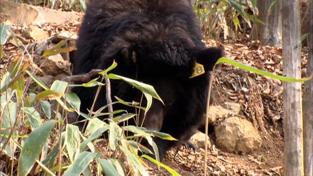 Bear Foraging in the Wilderness