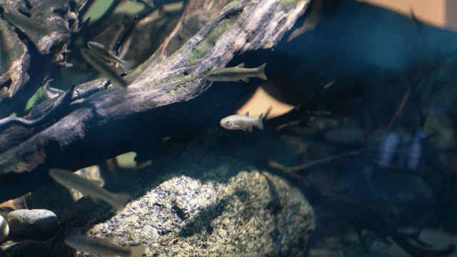 Fish swimming among rocks and driftwood