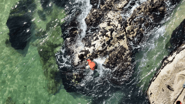 바위 해안에서 해초를 채취하는 사람