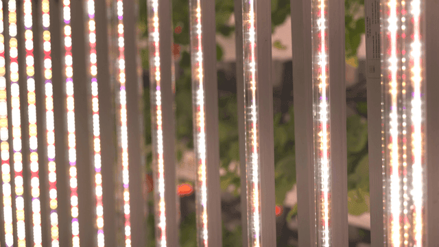 LED lights for growing greenhouse plants