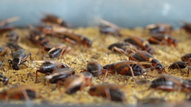 Crickets gathered on sawdust in the enclosure