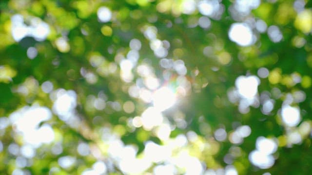 Sunlight shining through leafy branches in a forest