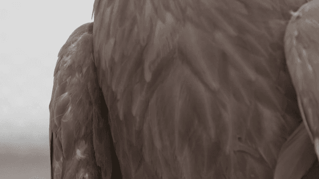 White-tailed eagle perched on tree branch