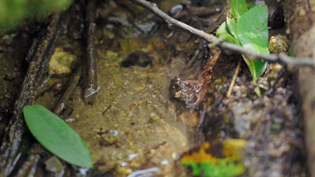 숲 사이를 흐르는 맑은 작은 개울