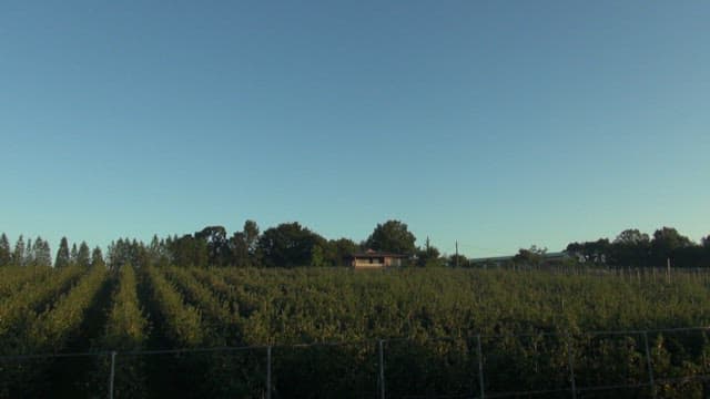 낮부터 저녁 무렵의 하늘 아래 사과 과수원