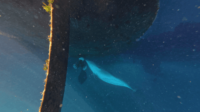 Dolphin swimming under a boat