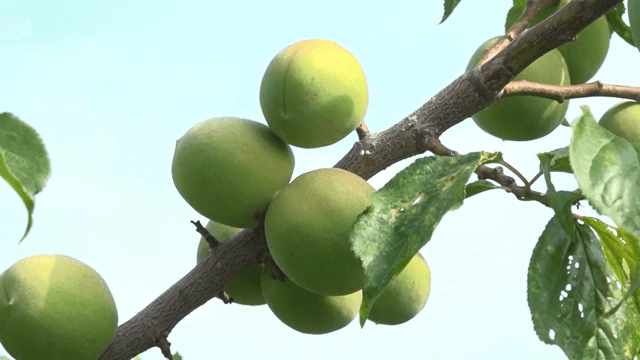 나뭇가지에 매달린 푸른 매실