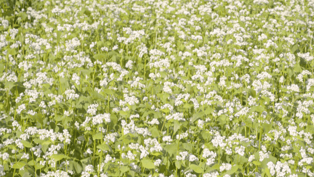 햇빛에 물든 메밀꽃밭 풍경