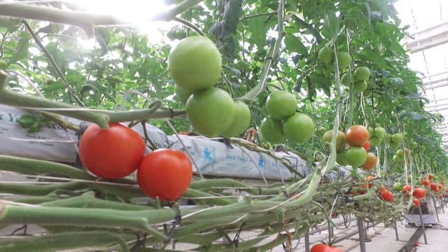 Inside a Greenhouse with Growing Tomatoes