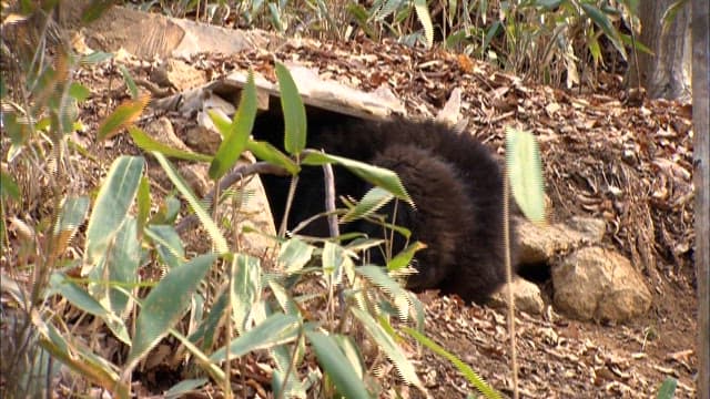 Bear roaming through the forest underbrush