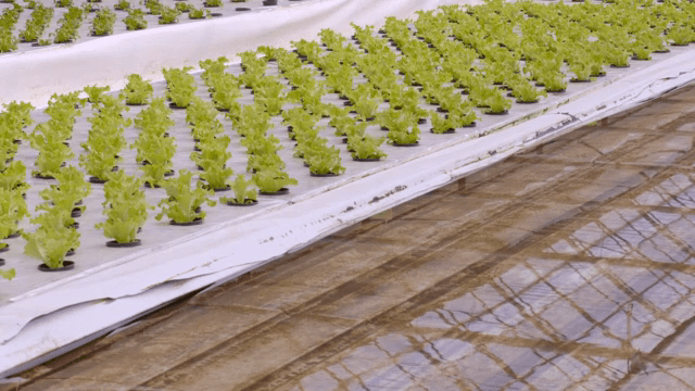 Hydroponic lettuce growing in a greenhouse