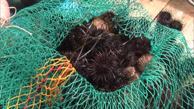 Freshly harvested sea urchins in a green mesh net