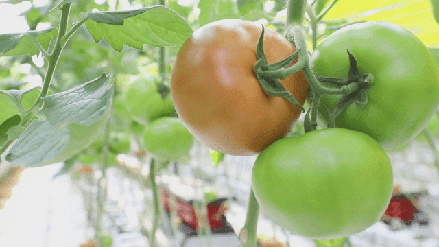 온실에서 익어가는 토마토