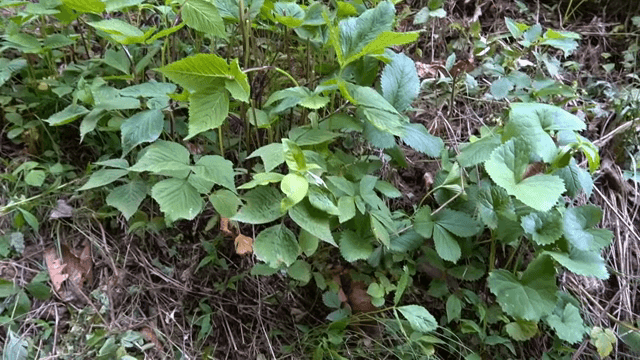 숲에서 자라는 참나물