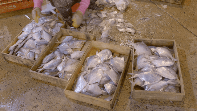 Workers packing pomfret into boxes inside market