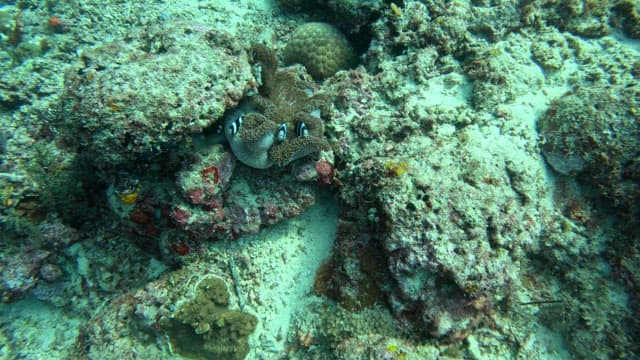 Clownfish swimming among coral reefs