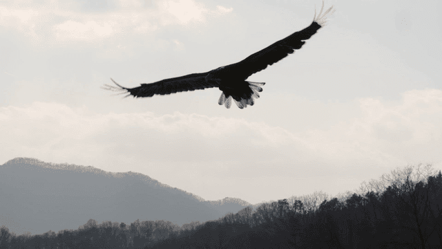 White-tailed eagle soaring under sunlight