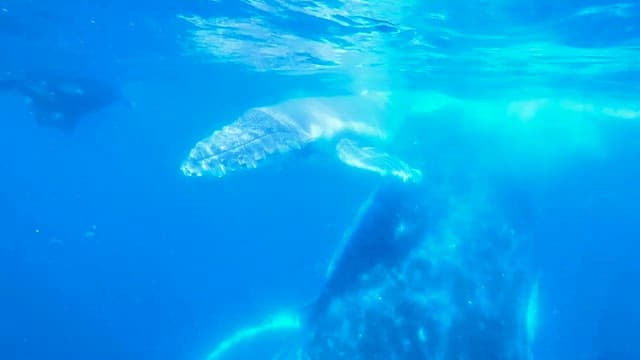 Whales swimming underwater