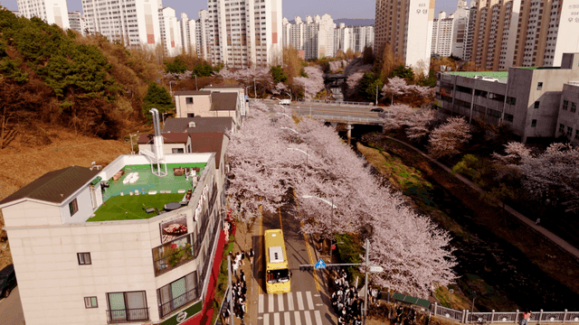 Cherry blossoms lining a city street