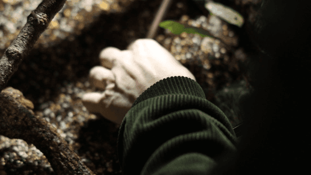 Hands caring for small plants in soil