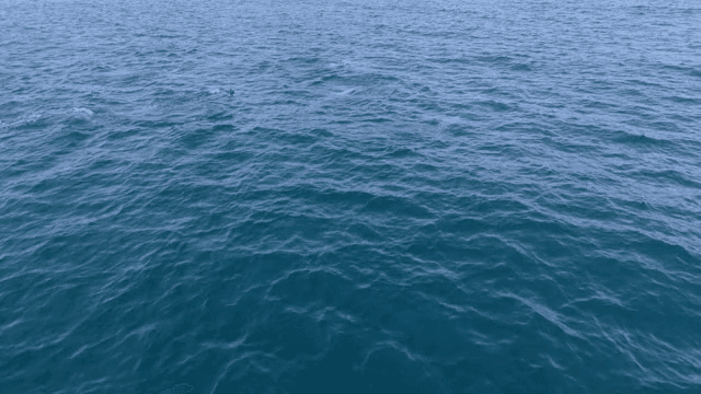 바다에서 헤엄치는 돌고래 무리