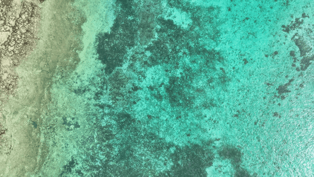 Aerial view of coral reefs underwater in clear sea water