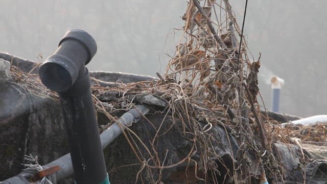 Pipes Entwined by Dried Vines