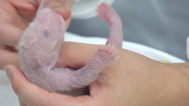 Veterinarian cares for a newborn panda cub