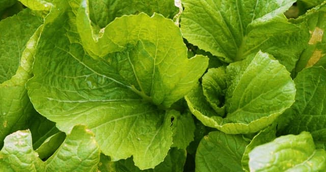 싱싱하게 자라고 있는 상추