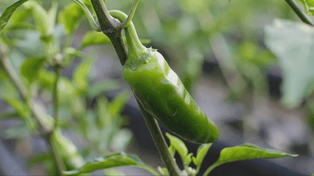 Green peppers growing on plants