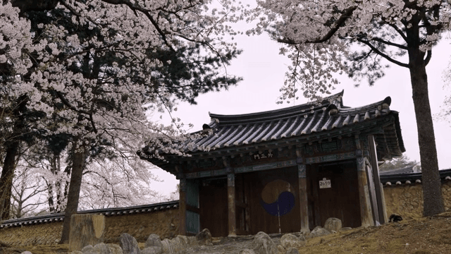 벚꽃이 핀 전통 한옥