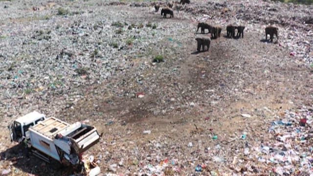 Landfill with elephants