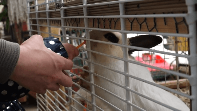 우리 안에서 당근을 먹는 토끼