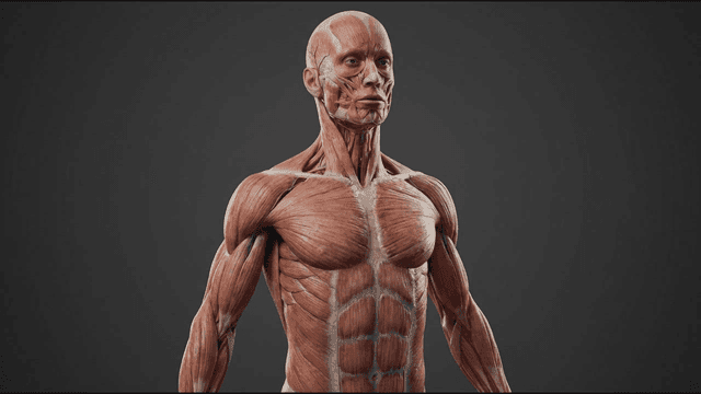 Detailed view of human muscular system