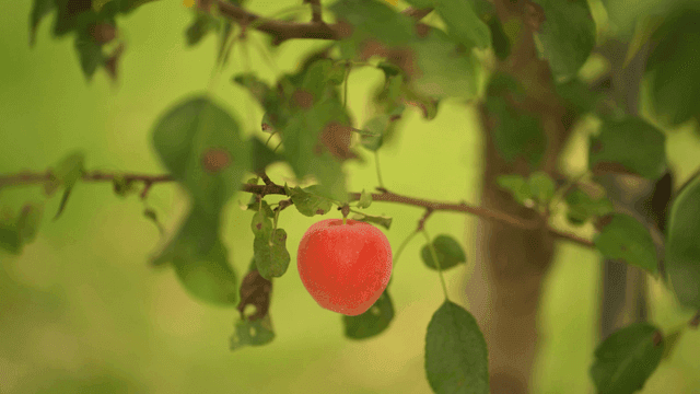나뭇가지에 매달린 잘 익은 빨간 사과