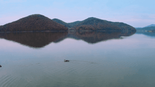 Ducks swimming on a tranquil lake
