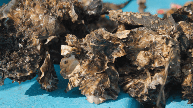 Fresh oysters on a blue surface