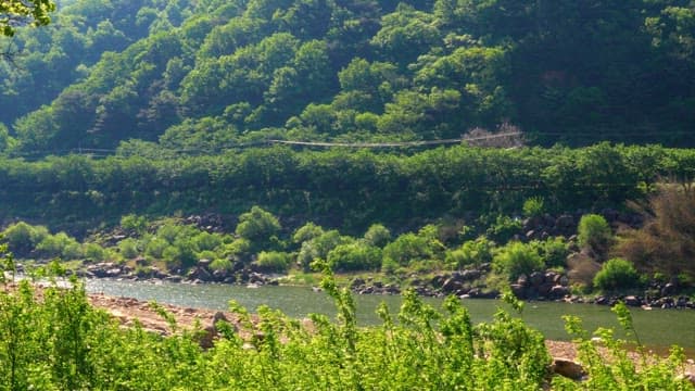 Calm river flowing beside the lush green forest