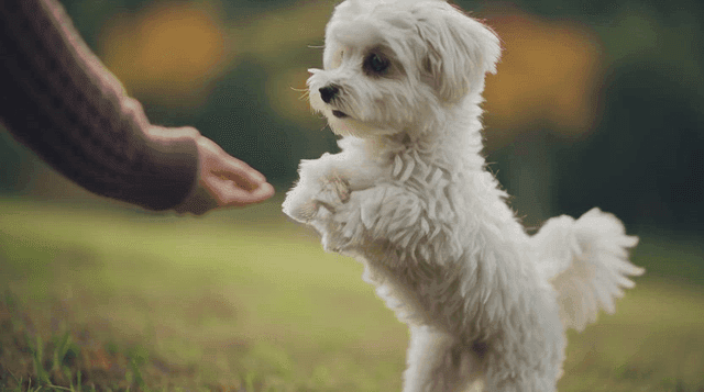 A small white dog interacting with a person