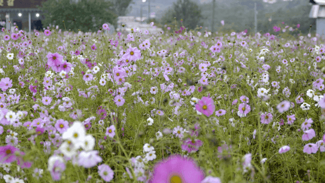 분홍색과 흰색 꽃이 만발한 들판