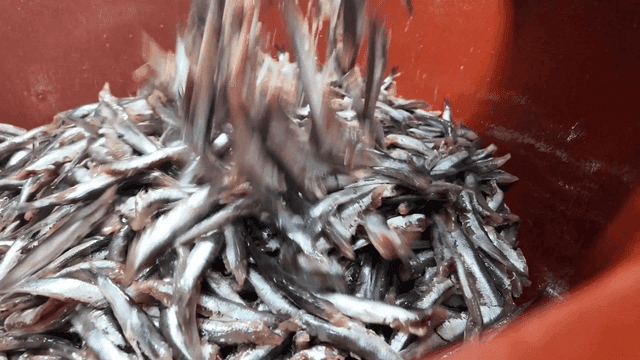 Anchovies pouring into red basin